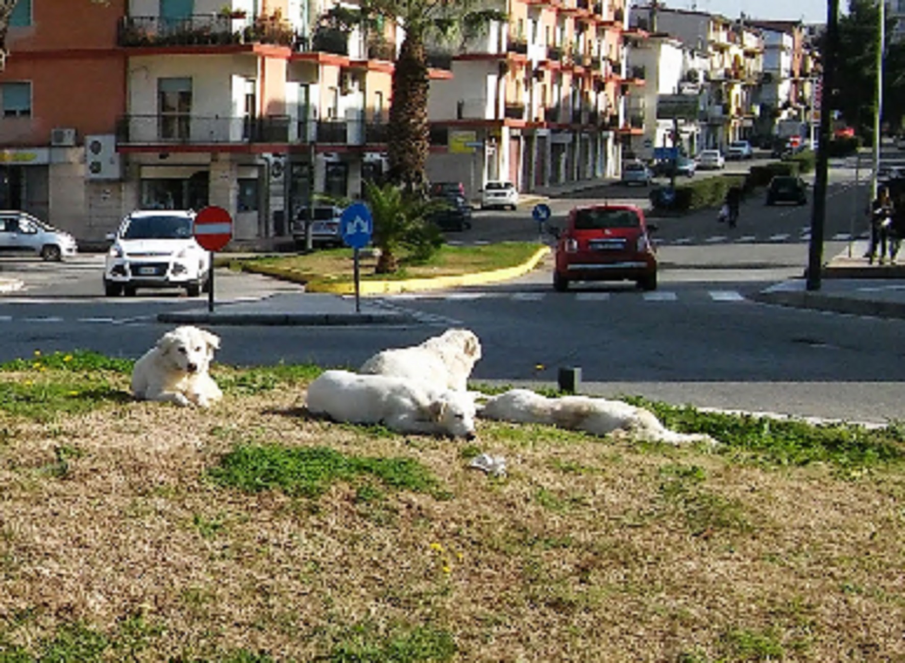 Randagismo in Calabria, l'allarme del Comitato: «Canili sovraffollati e costi alle stelle. Comuni rischiano condanne»