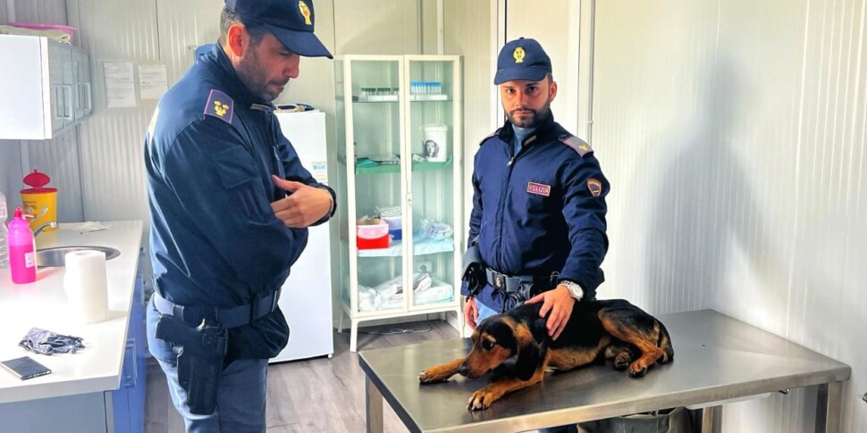 La polizia di Gela salva un cane ferito e lancia una raccolta fondi ...