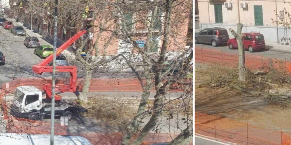 Messina, polemica sugli alberi abbattuti. Il sindaco Basile: "Ne abbiamo piantati il triplo"