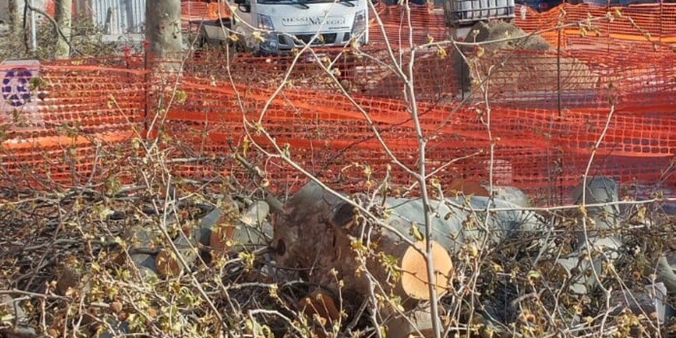 Messina, gli alberi abbattuti in viale Giostra saranno sostituiti