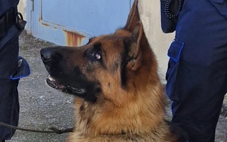 Il fiuto di Gringo: così il cane della Finanza ha scoperto 167mila euro e smascherato il "sensitivo" fiduciario del sindaco di Sorrento Il fiuto di Gringo: così il cane della Finanza ha scoperto 167mila euro e smascherato il "sensitivo" fiduciario del sindaco di Sorrento