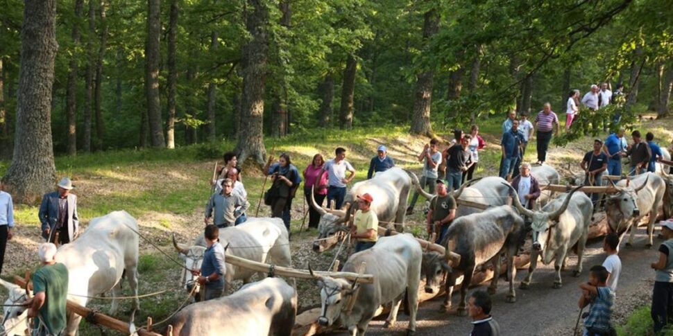 buoi sulla folla alla festa del maggio in provincia di matera 4 le persone finite in ospedale