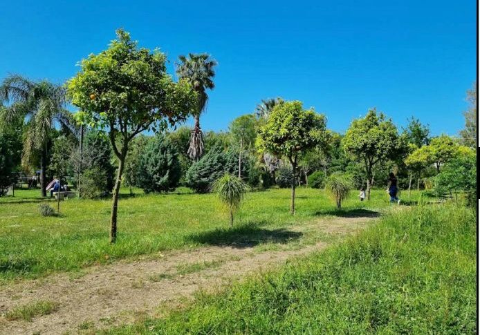Milazzo, "Semini del Bosco" sradicati dal loro giardino: l Milazzo, "Semini del Bosco" sradicati dal loro giardino: l