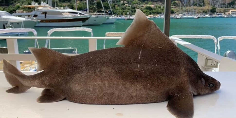 esemplare di squalo angolato a rischio estinzione pescato nel trapanese
