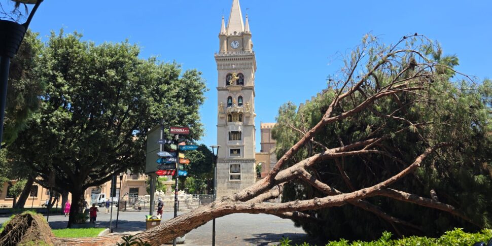 Messina, il pino crollato a Piazza Duomo: parla l'agronomo Tignino