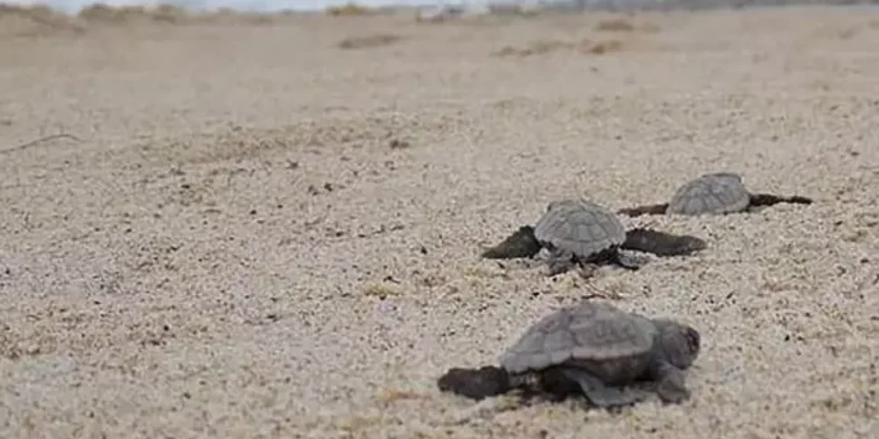 Wwf, in Sicilia 200 nidi di tartarughe marine: 10 in provincia di Messina. Risultati da record anche in Calabria Wwf, in Sicilia 200 nidi di tartarughe marine: 10 in provincia di Messina. Risultati da record anche in Calabria