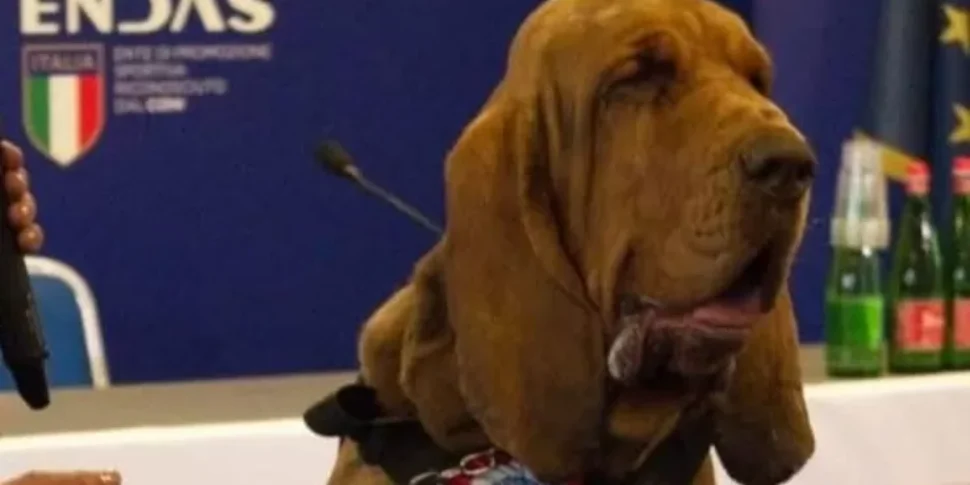 Taranto, la morte orrenda del cane eroe Bruno: avvelenato con un’esca piena di chiodi Taranto, la morte orrenda del cane eroe Bruno: avvelenato con un’esca piena di chiodi