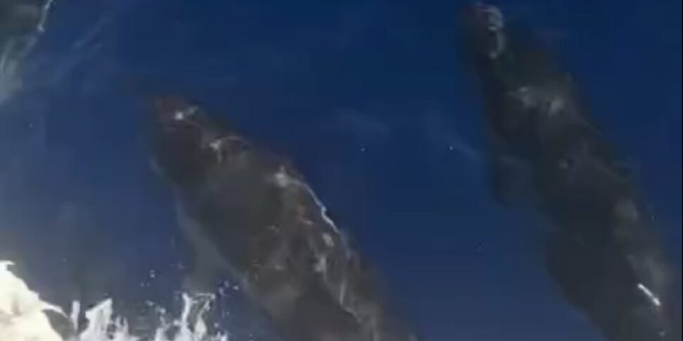 I delfini danzano al largo delle Isole Eolie: il video emozionante di Goletta Verde