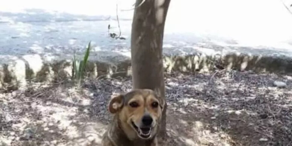 Indagini su uccisione di una cagnolina a Siracusa, una persona confessa Indagini su uccisione di una cagnolina a Siracusa, una persona confessa