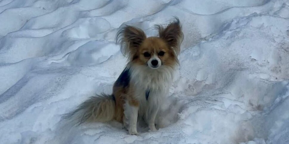 Rimane accanto al padrone caduto nel crepaccio: la storia del Chihuahua eroe che guida i soccorsi al salvataggio Rimane accanto al padrone caduto nel crepaccio: la storia del Chihuahua eroe che guida i soccorsi al salvataggio