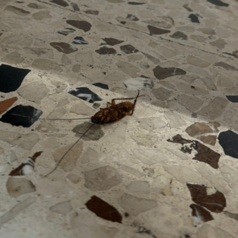 Il dossier "horror" degli uffici del Comune di Messina: senza aria condizionata, tra blatte e topi. La replica dell'Amministrazione