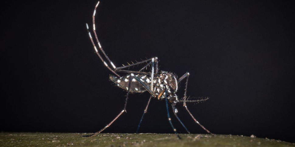 https://assets.gazzettadelsud.it/2025/07/west-nile-al-23-luglio-32-casi-di-cui-21-in-provincia-di-latina-2076001-970x485.jpg