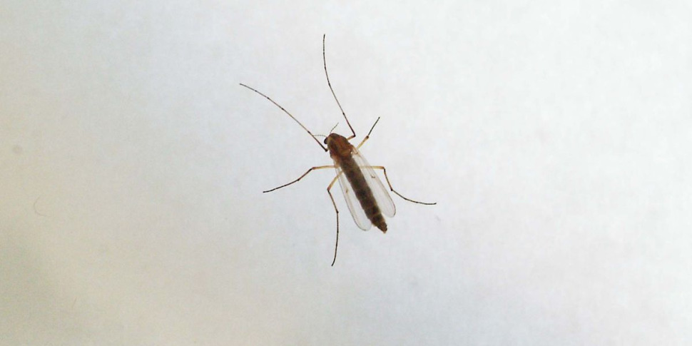 https://assets.gazzettadelsud.it/2025/07/west-nile-ministero-8220monitoraggio-e-informazioni-con-il-numero-15008221-2074687-970x485.jpg