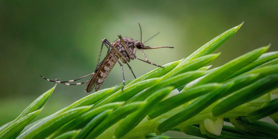 West Nile: negli ultimi 3 anni 1.380 casi e 84 morti in Italia