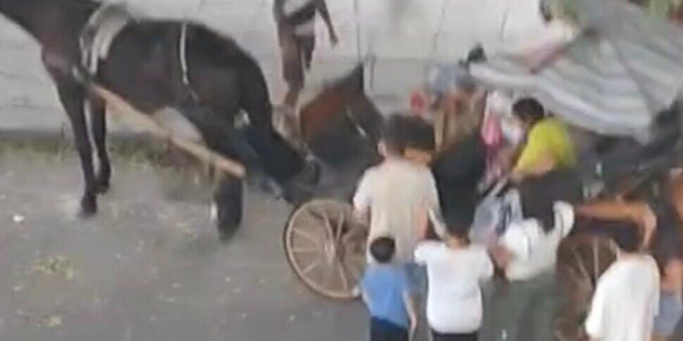 Sette persone e il cane su una carrozza trainata da un cavallo, a Palermo è "caccia" al vetturino