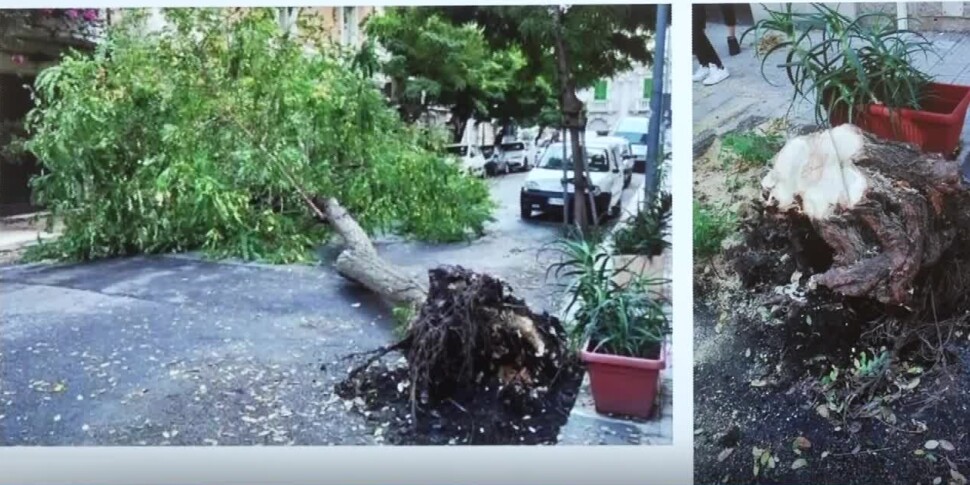 Messina, tutti gli alberi tagliati erano a rischio schianto. L'Amministrazione respinge le polemiche
