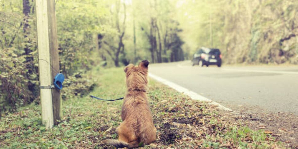 La padrona parte per le vacanze, cane lasciato al sole muore di stenti a Giugliano La padrona parte per le vacanze, cane lasciato al sole muore di stenti a Giugliano