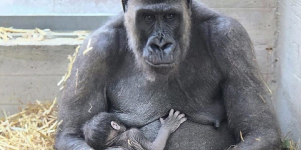 sorpresa allo zoosafari di fasano nasce un gorilla il primo in italia dopo quasi 50 anni