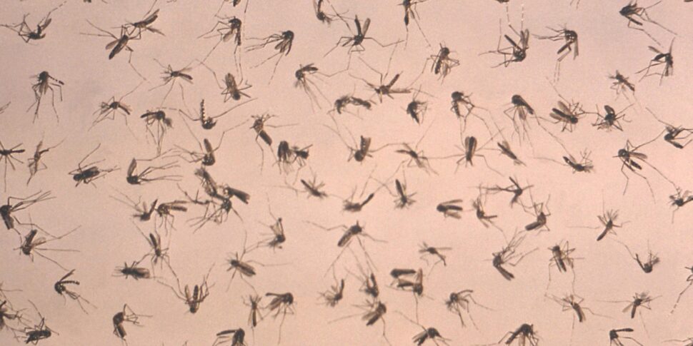 Primo caso in Sicilia di West Nile: 74enne di Caserta ricoverato a Catania, è grave