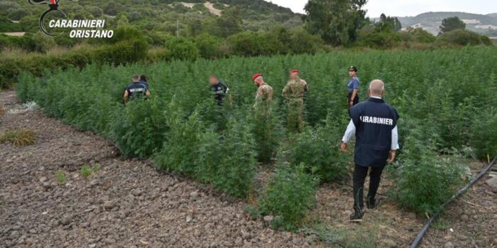 droga sequestrate oltre 4500 piante di marijuana e quasi 300 kg di cannabis 8 arresti in sardegna