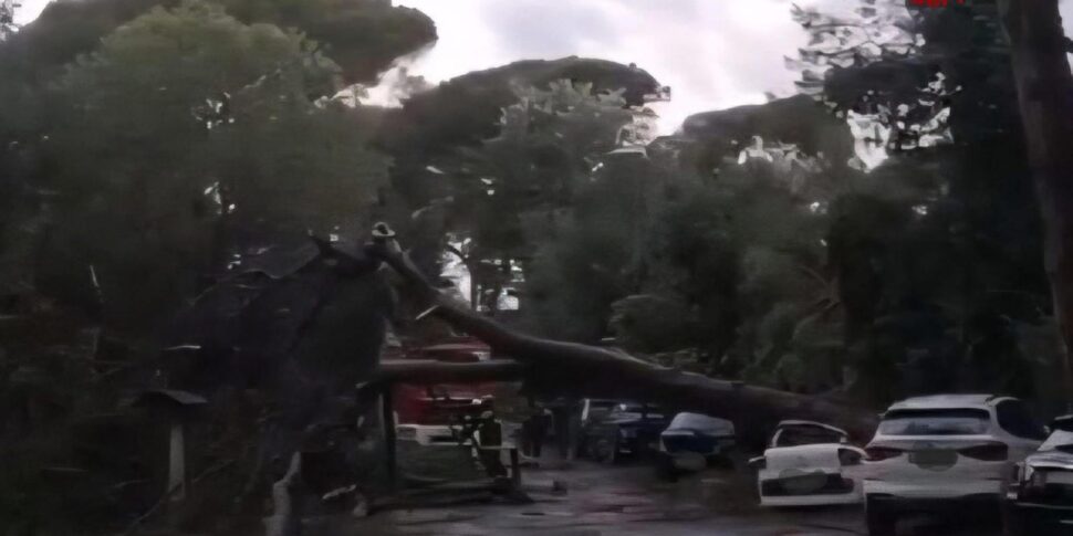 Forte temporale sulla Romagna: grandine, strade allagate e alberi crollati sulle auto Forte temporale sulla Romagna: grandine, strade allagate e alberi crollati sulle auto