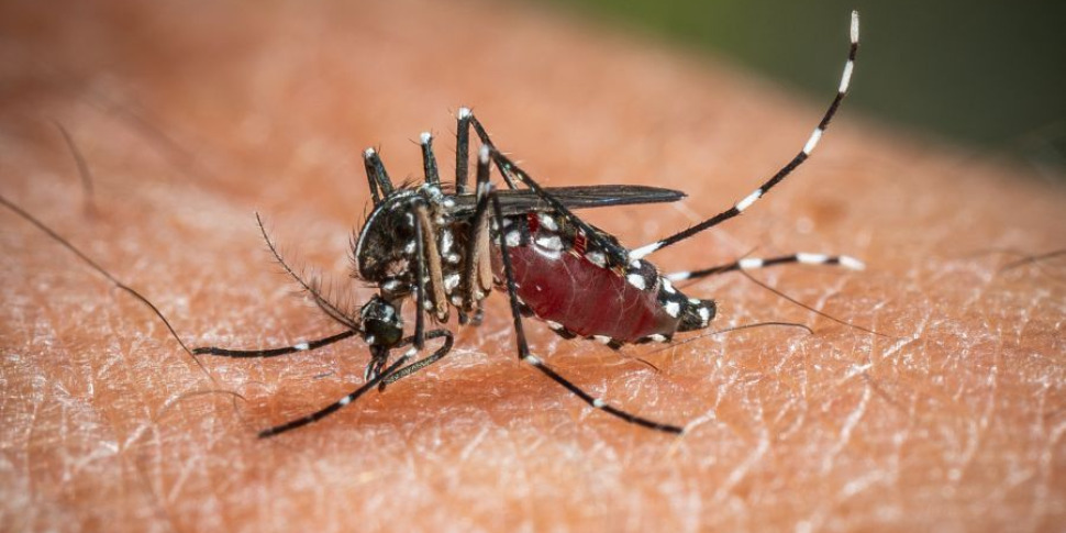 https://assets.gazzettadelsud.it/2025/08/west-nile-da-inizio-anno-173-casi-e-11-decessi-in-italia-2082725-970x485.jpg