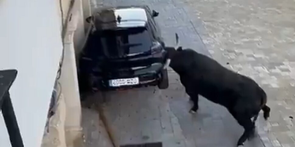 Toro infuriato distrugge un’auto in pieno centro: panico in Spagna