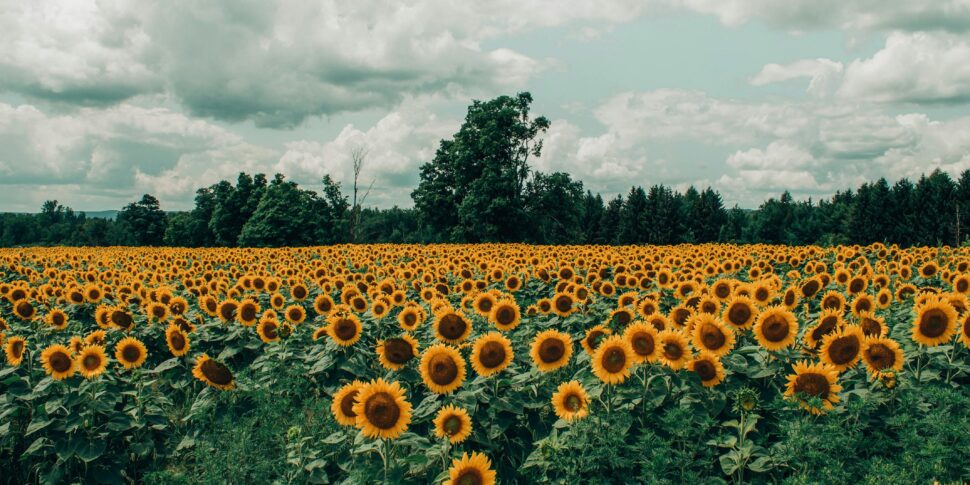 Set fotografico tra i girasoli si trasforma in incubo: gli sposi e il fotografo aggrediti da un cotadino finiscono in ospedale