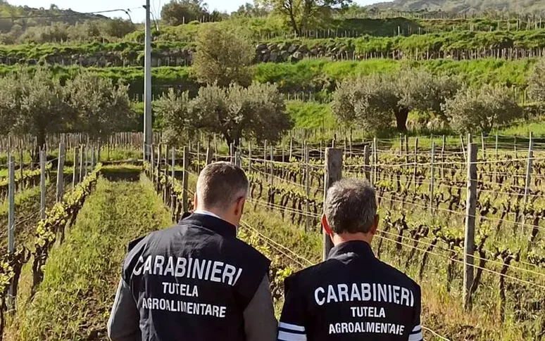 Vende falso vino Zibibbo, denunciato imprenditore tedesco: produzione scoperta dai carabinieri di Roma e Messina