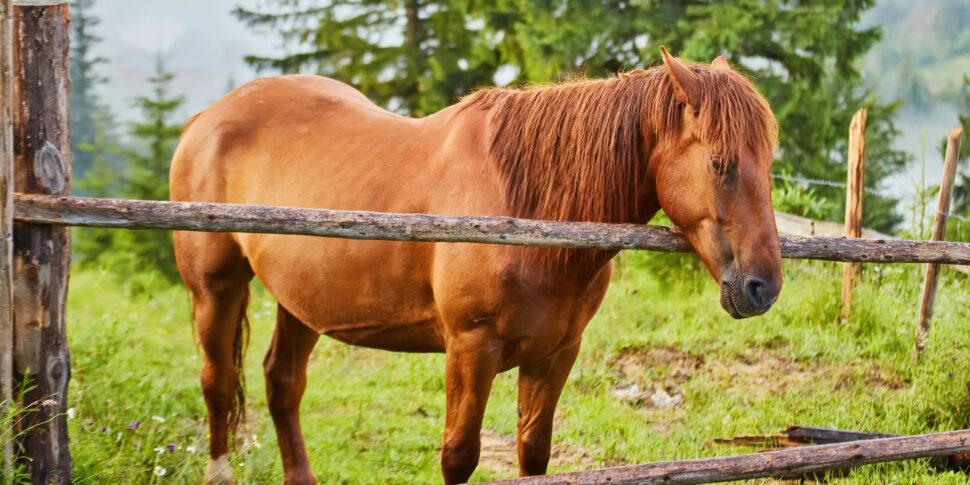 Donna muore in un allevamento nel Biellese, colpita dallo zoccolo di un cavallo?
