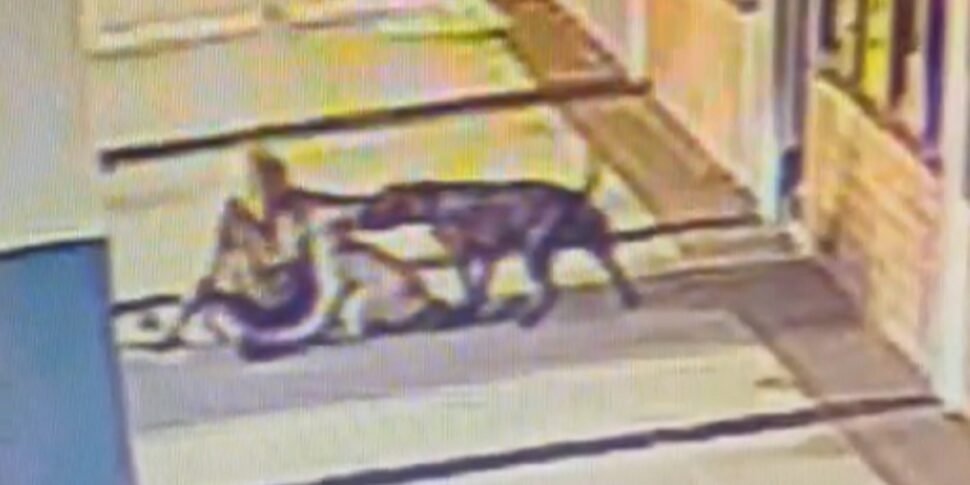 donna di 70 anni morde un pitbull per salvare il suo cane il video del coraggioso gesto fa il giro del web