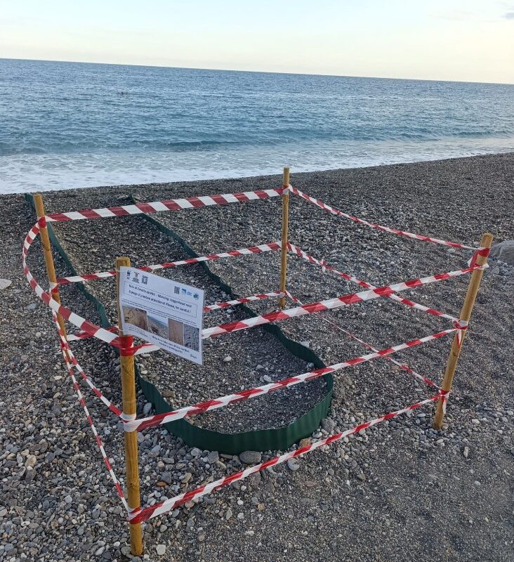 Scaletta Zanclea, le prime tartarughine sono nate: la spiaggia è sotto osservazione