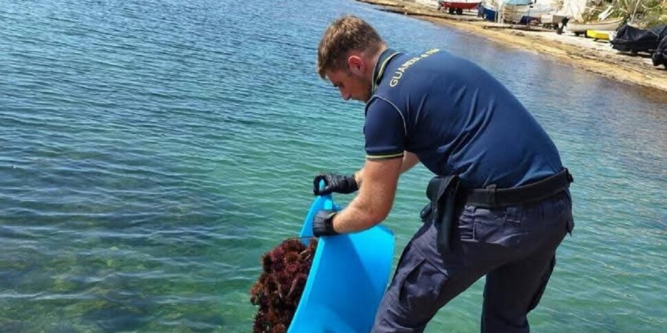 pesca di frodo sorpresi con oltre 700 ricci nel ragusano poi rimessi in mare