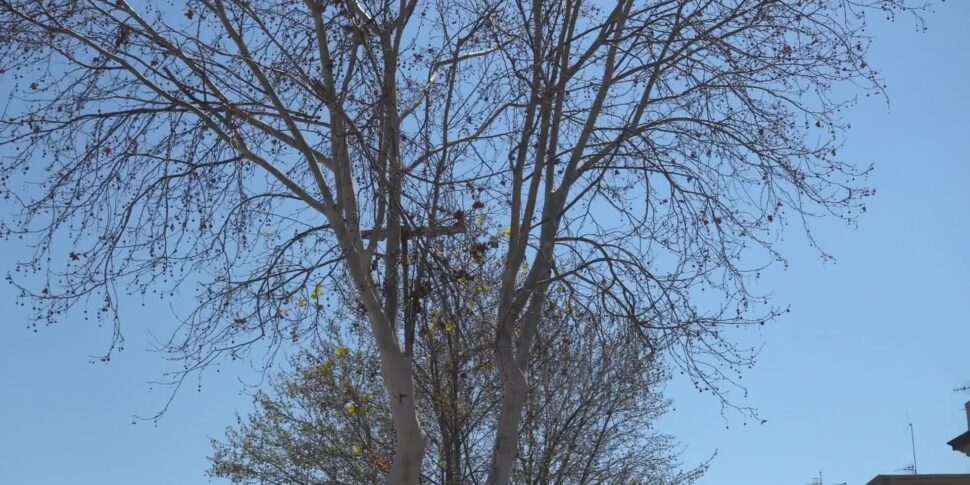 Messina, alberi di Viale Giostra: salvi i superstiti