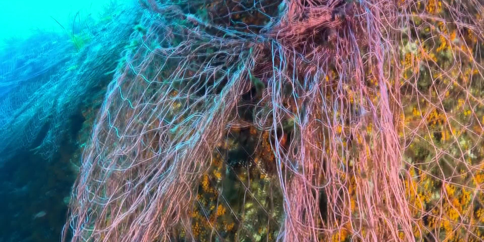 Rete illegale sul fondale di Capo Peloro, uccisa una tartaruga