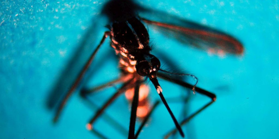 timore virus west nile in italia due vittime in tre giorni da Gazzettadelsud.it timore virus west nile in italia due vittime in tre giorni