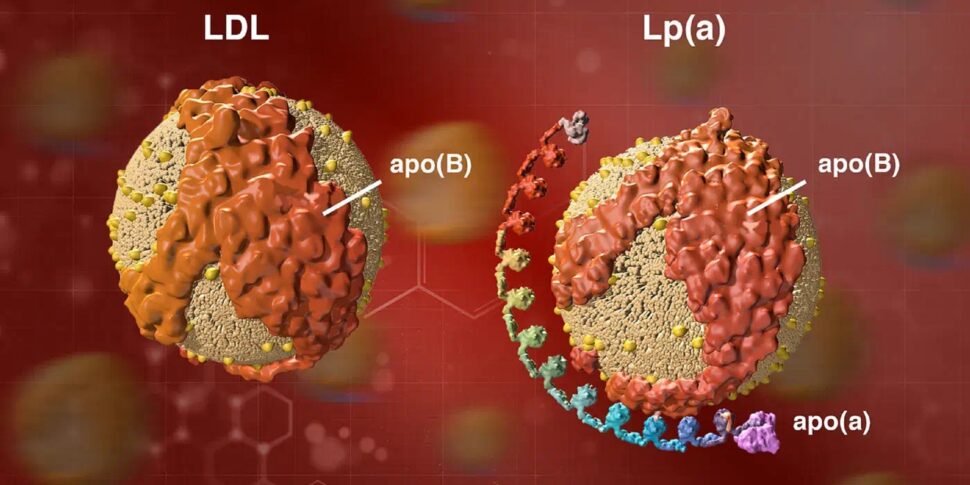 Nuove linee guida per i cardiologi: occhio al colesterolo "super cattivo" Lp(a)