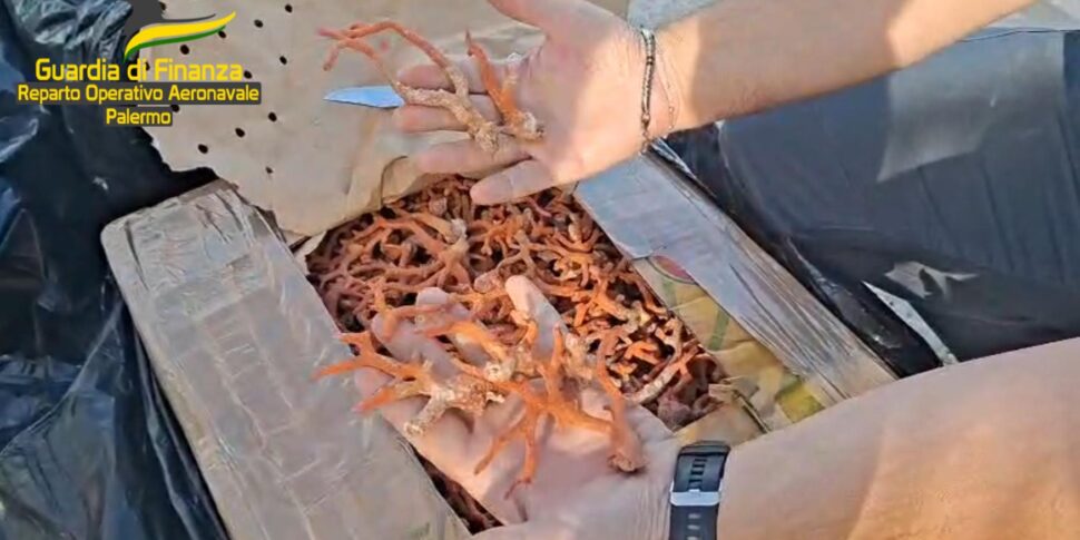 oltre 700 chili di corallo rosso sequestrati nel canale di sicilia erano diretti nel trapanese