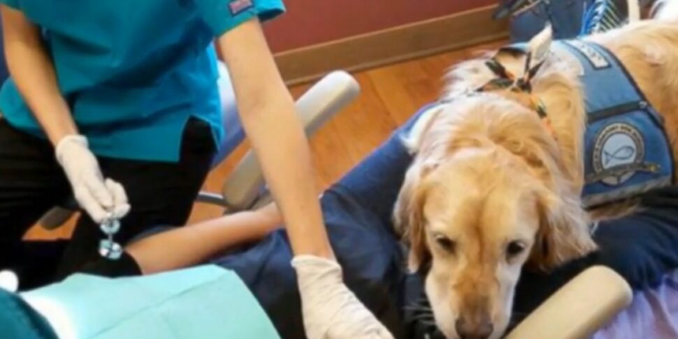 https://assets.gazzettadelsud.it/2025/10/Cane-per-i-bambini-che-hanno-paura-del-dentista-970x485.jpg