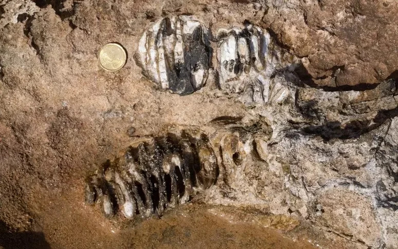 trovati resti di elefante nano nel siracusano un esemplare di paleoloxodon vissuto tra 200mila e 150mila anni fa