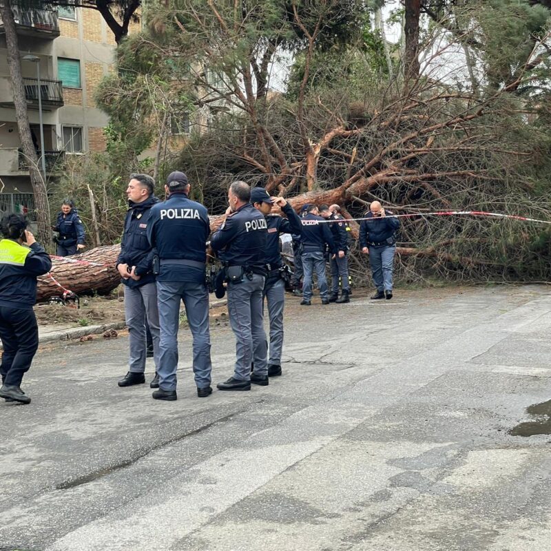 Aterp Calabria: nessuna competenza sull’area di via Sbarre Inferiori. L’abbattimento degli alberi spetta al Comune di Reggio Calabria