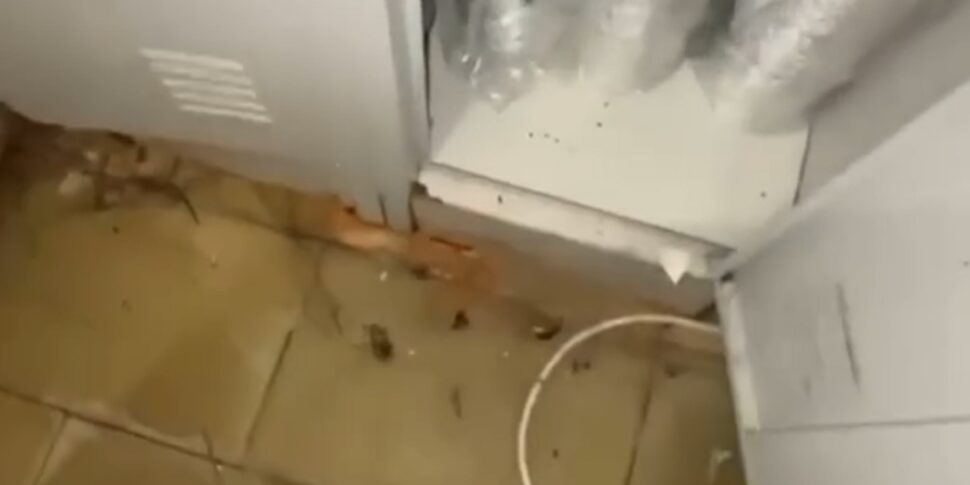 Blatte e sporcizia in un fast food, i Nas di Catania lo sequestrano Blatte e sporcizia in un fast food, i Nas di Catania lo sequestrano