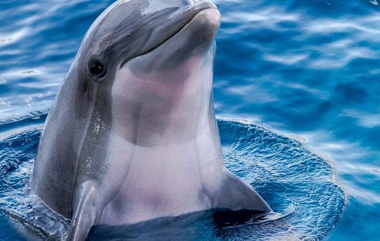 Venezia, il delfino Mimmo ritorna a San Marco nonostante l Venezia, il delfino Mimmo ritorna a San Marco nonostante l