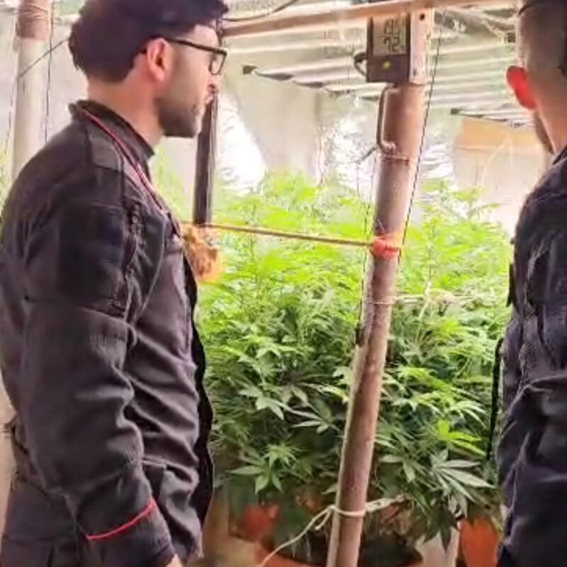 Un bunker con piantagione di marijuana sotterranea a Platì. Lo gestivano padre e figlio