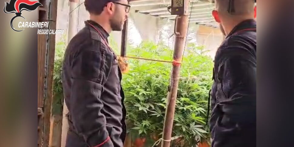 Un bunker con piantagione di marijuana sotterranea a Platì. Lo gestivano padre e figlio VIDEO