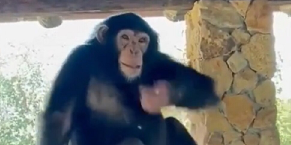 Scimpanzé a rischio estinzione viveva in casa come un animale domestico: denunciato il proprietario a Cassibile