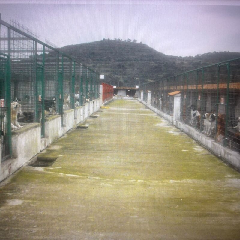 Sant’Ilario dello Jonio, lo stato del “Dog Center” legato a «gravi carenze economiche»