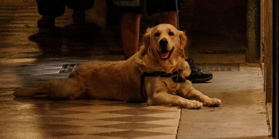 https://assets.gazzettadelsud.it/2026/01/Cane-labrador-970x485.jpg