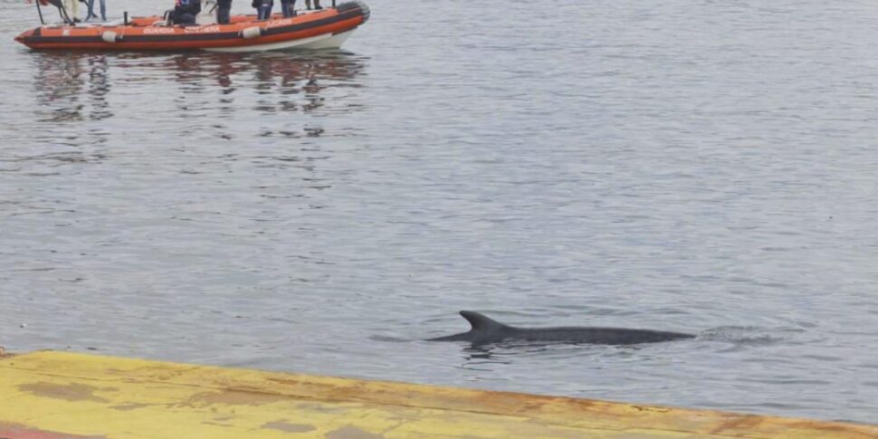 https://assets.gazzettadelsud.it/2026/02/Un-cetaceo-probabilmente-una-balenottera-e-comparso-allimprovviso-nellarea-del-Molo-Beverello-arrivando-a-nuotare-sin-quasi-sotto-le-banchine-dove-operano-i-mezzi-veloci-pper-le-isole-Napoli-970x485.jpg