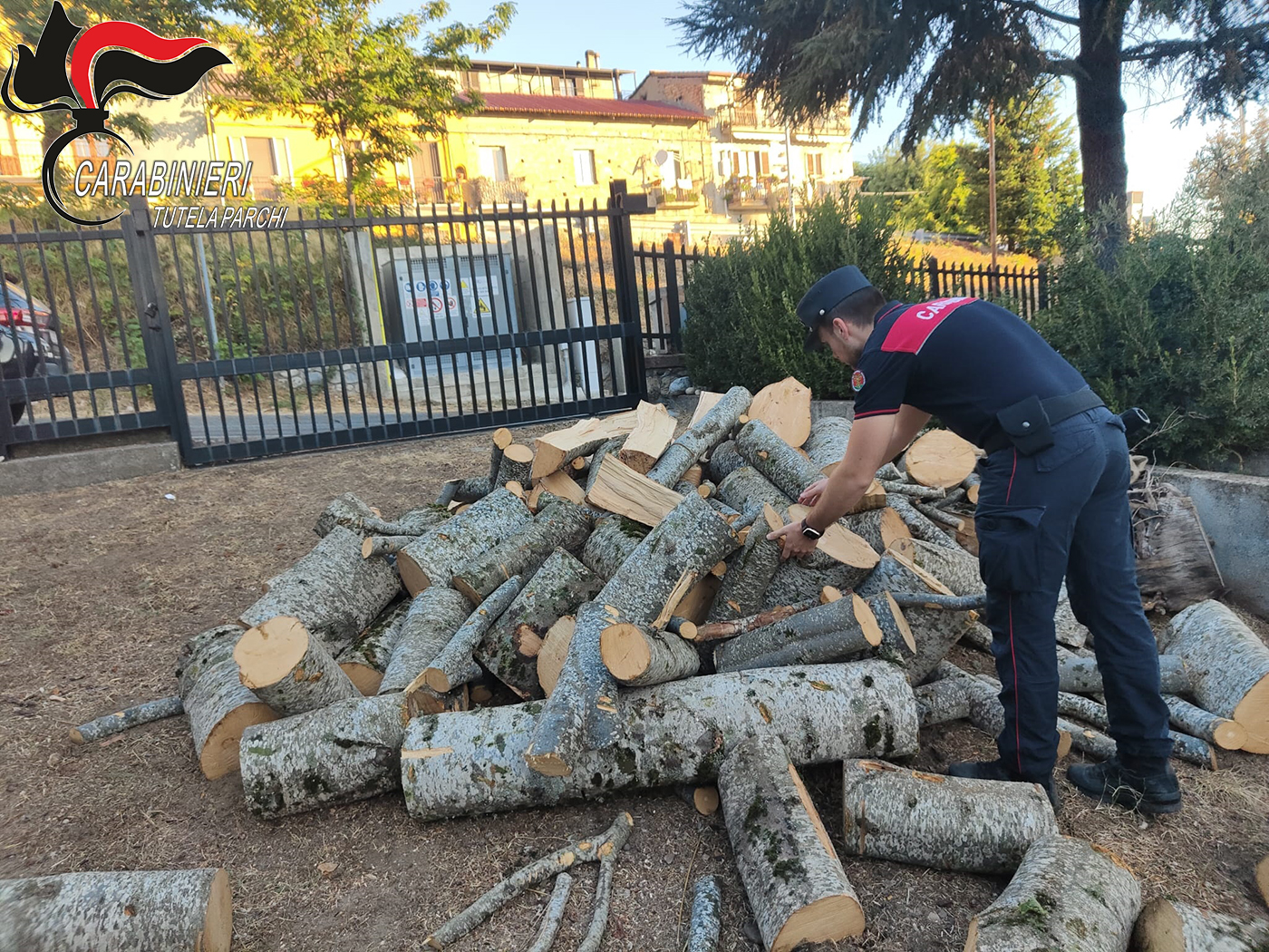 Taglio illegale di alberi nella Sila, due arresti tra Petilia e Sersale